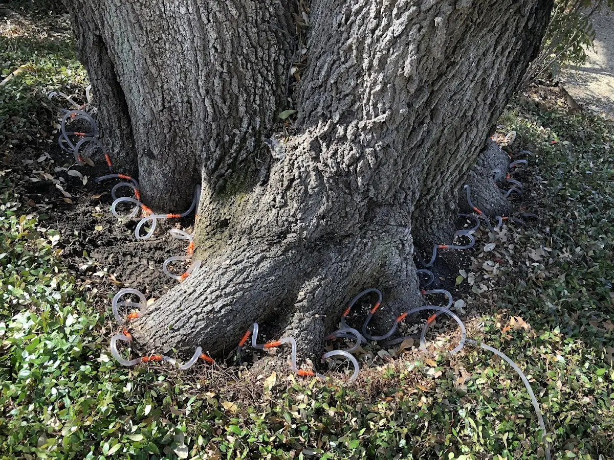Detailed Tree Cabling and Bracing job site in Johnson City